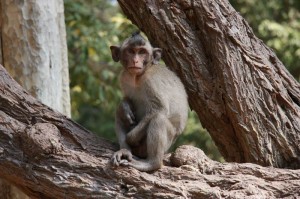 Monkey Business Monkey Business
