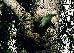 Parrot in Tikal (c) K. Busch